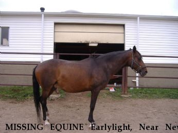 MISSING EQUINE Earlylight, Near New Kensington, PA, 00000